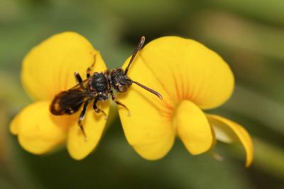  Nomada Scopoli, 1770