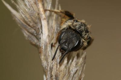  Lasioglossum Curtis, 1833