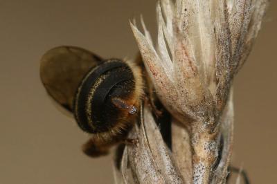  Lasioglossum Curtis, 1833