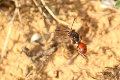  Nomada carnifex Mocsáry, 1883