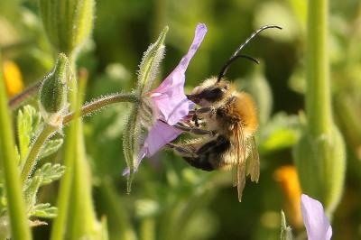  Eucera Scopoli, 1770