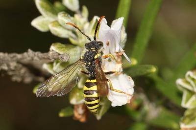  Nomada succincta Panzer, 1798