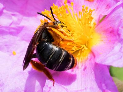  Andrena limbata Eversmann, 1852