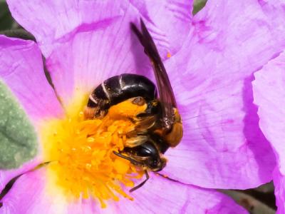 Andrena limbata Eversmann, 1852