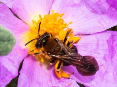  Andrena limbata Eversmann, 1852