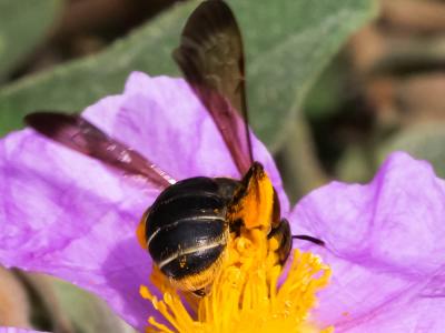  Andrena limbata Eversmann, 1852