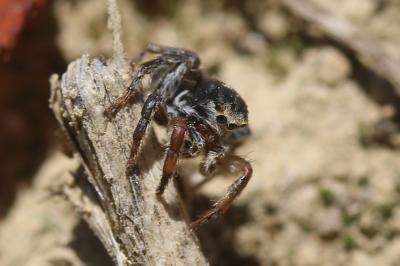  Salticidae Blackwall, 1841