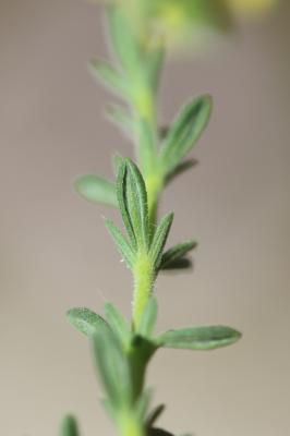 Fumana à feuilles de thym, Hélianthème à feuilles  Fumana thymifolia (L.) Spach ex Webb, 1838