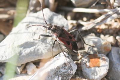  Lasiocoris anomalus (Kolenati, 1845)