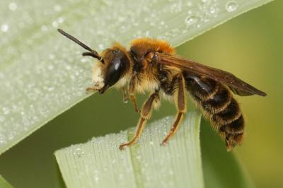 Andrène de la scabieuse Andrena hattorfiana (Fabricius, 1775)