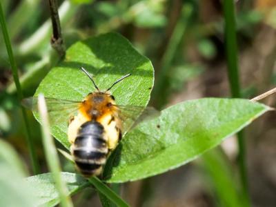  Andrena Fabricius, 1775