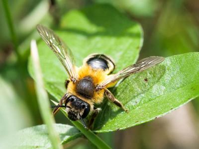 Andrena Fabricius, 1775