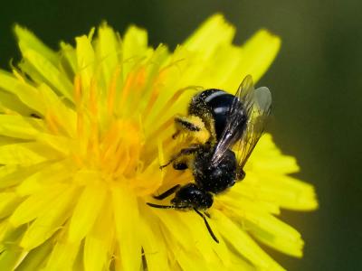  Lasioglossum Curtis, 1833
