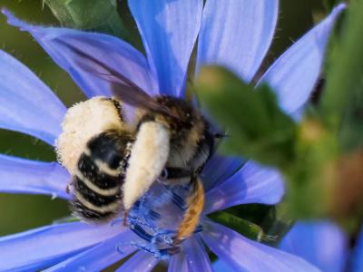  Dasypoda hirtipes (Fabricius, 1793)