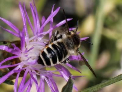  Megachile Latreille, 1802