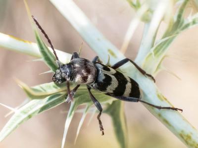  Chlorophorus trifasciatus (Fabricius, 1781)