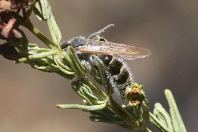  Colpa quinquecincta (Fabricius, 1793)