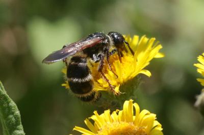  Tiphia femorata Fabricius, 1775