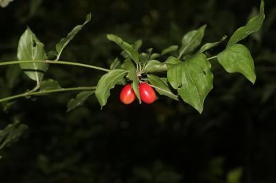 Cornouiller mâle, Cornouiller sauvage Cornus mas L., 1753