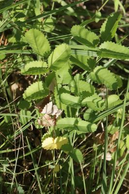 Grande pimprenelle, Sanguisorbe, Sanguisorbe offic Sanguisorba officinalis L., 1753