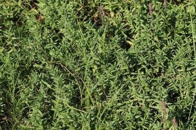 Gratiole officinale, Herbe au pauvre homme Gratiola officinalis L., 1753