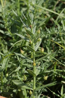 Gratiole officinale, Herbe au pauvre homme Gratiola officinalis L., 1753