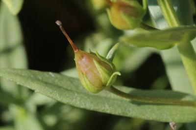 Gratiole officinale, Herbe au pauvre homme Gratiola officinalis L., 1753