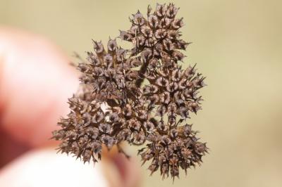Oenanthe faux boucage Oenanthe pimpinelloides L., 1753