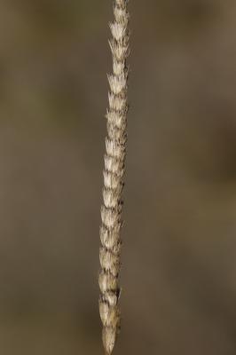 Crételle Cynosurus cristatus L., 1753