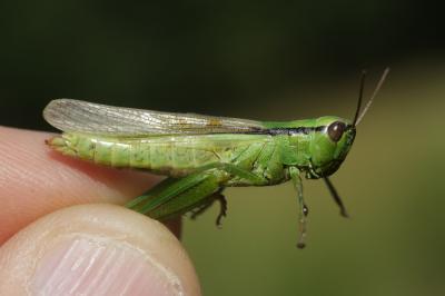 Criquet des Roseaux, Parapleure alliacé Mecostethus parapleurus (Hagenbach, 1822)