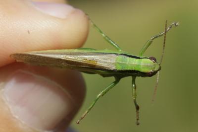 Criquet des Roseaux, Parapleure alliacé Mecostethus parapleurus (Hagenbach, 1822)
