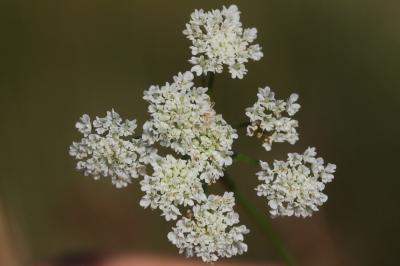 Oenanthe faux boucage Oenanthe pimpinelloides L., 1753