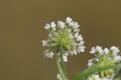 Oenanthe faux boucage Oenanthe pimpinelloides L., 1753