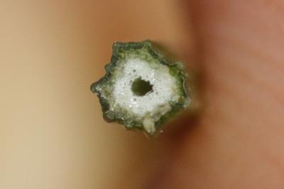 Oenanthe faux boucage Oenanthe pimpinelloides L., 1753