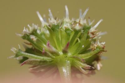 Oenanthe faux boucage Oenanthe pimpinelloides L., 1753
