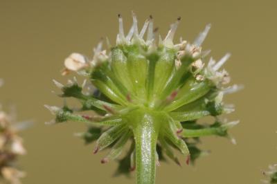 Oenanthe faux boucage Oenanthe pimpinelloides L., 1753