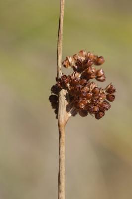 Jonc aggloméré Juncus conglomeratus L., 1753