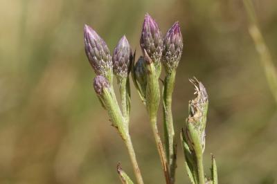Serratule des teinturiers, Sarrette Serratula tinctoria L., 1753