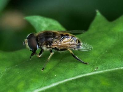  Eristalis arbustorum (Linnaeus, 1758)