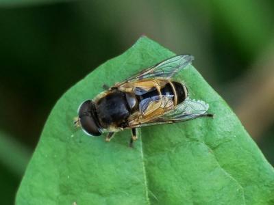  Eristalis arbustorum (Linnaeus, 1758)