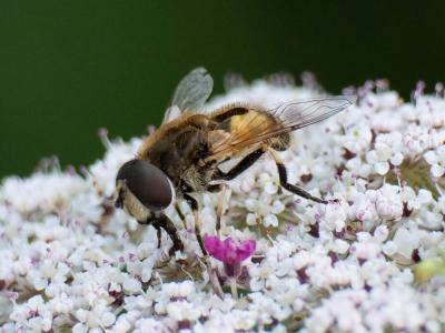  Eristalis arbustorum (Linnaeus, 1758)
