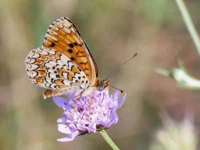 Mélitée des Centaurées (La), Grand Damier (Le) Melitaea phoebe (Denis & Schiffermüller, 1775)
