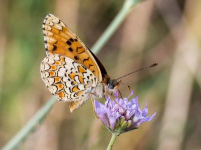 Mélitée des Centaurées (La), Grand Damier (Le) Melitaea phoebe (Denis & Schiffermüller, 1775)