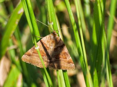 Doublure jaune (La) Euclidia glyphica (Linnaeus, 1758)