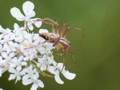  Oxyopes lineatus Latreille, 1806
