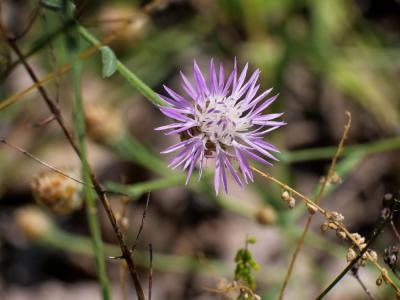  Centaurea L., 1753