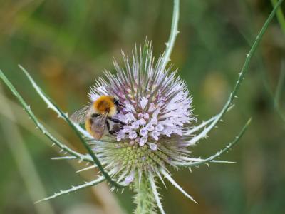 Bourdon des champs Bombus pascuorum (Scopoli, 1763)