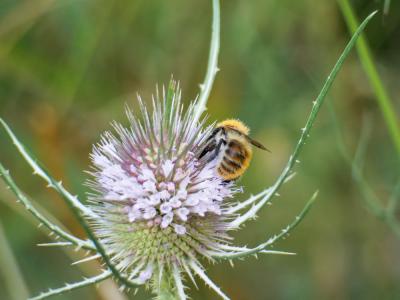 Bourdon des champs Bombus pascuorum (Scopoli, 1763)