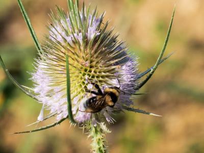Bourdon des jardins Bombus hortorum (Linnaeus, 1760)