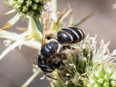  Andrena variabilis Smith, 1853